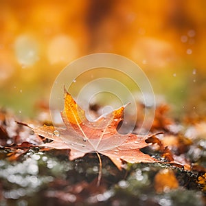 Abstract fall background with maple leaf, seasonal wallpapers