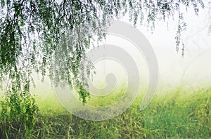 Abstract fantasy background misty magical mystical secret woods