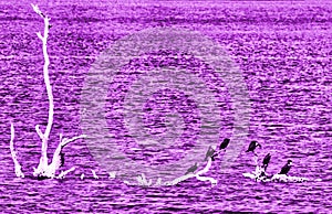 Abstract Fantasy Purple Violet Birds on a branch over the ocean