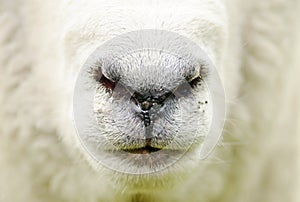 Abstract farm sheep closeup face nose mouth background