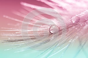 Abstract feather bird with water drops on a multi-colored background. Beautiful macro, art work.