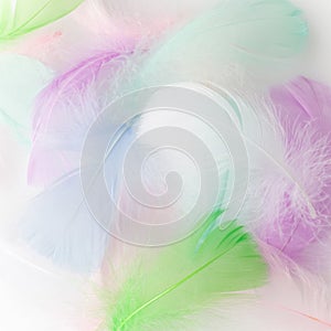 Abstract feather rainbow patchwork background. Closeup image. Fashion Color Trends.