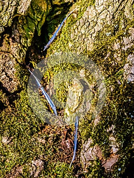 Abstract feathers on a mossy tree trunk