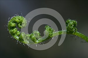 Abstract fern torsion in spring