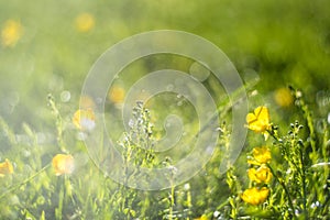 Abstract field with yellow wild flowers bokeh in wet green grass with dew lawn backround