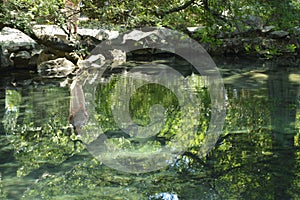 Abstract figure of a woman standing on the shore of the pond, reflected on the surface of the water, the reflection of trees,