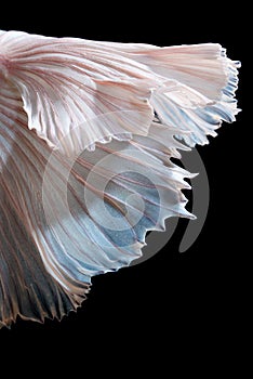 Abstract fine art of moving fish tail of Betta fish