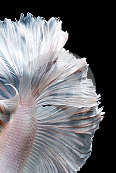 Abstract fine art of moving fish tail of Betta fish