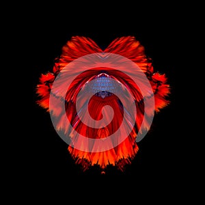 Abstract fine art of moving fish tail of Betta fish