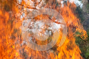 Abstract Fire and Pine Forest Background