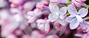 Abstract floral background, blooming branch, purple terry Lilac flower petals