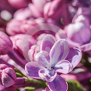 Abstract floral background, blooming branch, purple terry Lilac flower petals