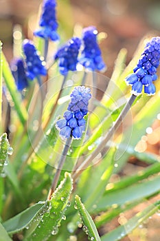 Abstract floral background with blurred background with bokeh. Delicate muscari flowers with drops of dew after rain