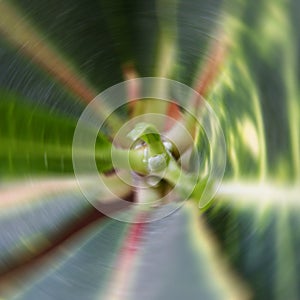 Abstract floral background