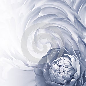 Abstract floral background. A flower of a white-gray peony on a background of twisted petals. Greeting card.