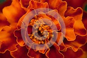 Abstract floral background. Marigold flower macro.