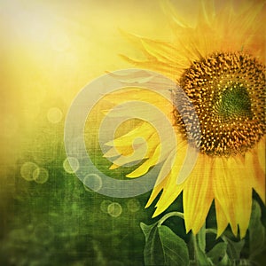 Abstract floral background with sunflower