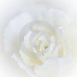 Abstract floral background, white carnation flower. Macro flowers backdrop for holiday brand design