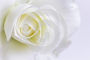 Abstract floral background, white rose flower petals. Macro flowers backdrop for holiday design. Soft focus