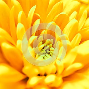 Abstract floral background, yellow chrysanthemum flower. Macro flowers backdrop for holiday brand design