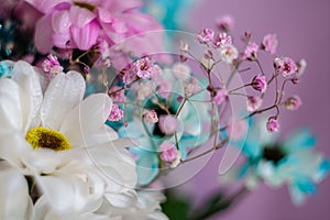 Abstract floral backgrounds for design. Macro flowers with soft focus