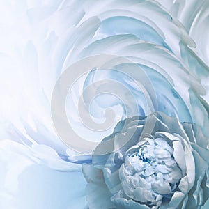 Abstract floral blue-turquoise background. A flower of a light blue peony on a background of twisted petals. Greeting card.