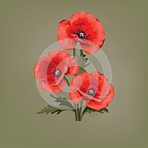 Abstract floral design. Red poppies. Poppy with leaves.