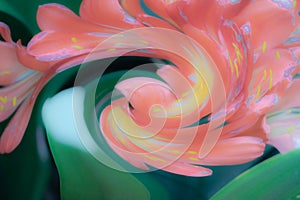 Abstract floral effect clivia flower