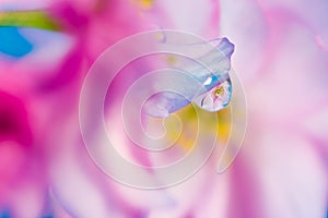 Abstract floral macro background with waterdrop reflection