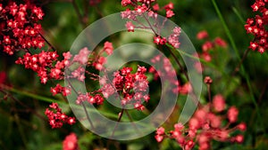 Abstract floral natural background for summer event. blurry pink flowers and emerald greens, place for text, panoramic banner