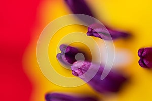 Abstract floreal background made with tulips macro close-up blurred. Abstract colorful background