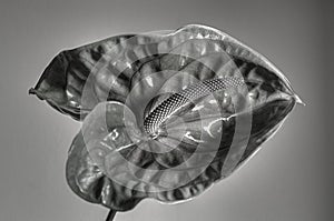 Abstract Flower Anturium