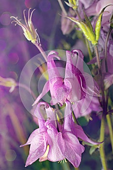 Abstract flower background