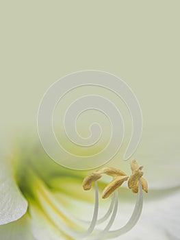 Abstract flower background illustration