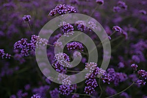 Abstract flower background of Purple or violet little cute flower. Peaceful countryside