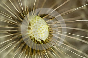 Abstract Flower: Barbed Seedpods on Dandelion