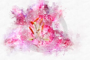Abstract flower blooming on colorful watercolor painting background.
