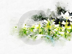 Abstract flower blooming on watercolor painting background.
