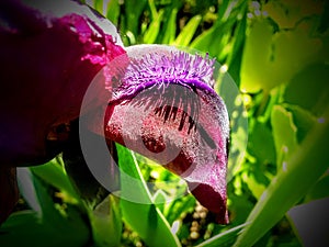 Abstract Flower Close-up - Purple Bearded Iris