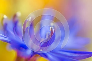 Abstract flower closeup with soft focus