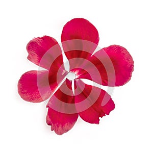 Abstract flower created from pink peony petals, close-up, isolated on a white background