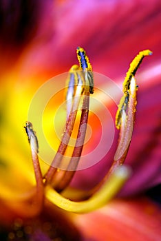 Abstract flower detail.