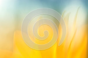 Abstract flower. Soft focused