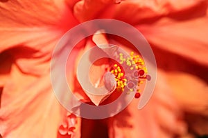 Abstract of flower petal and long stamens with pollen inside orange hibiscus.