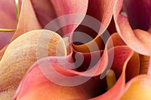 Abstract Flower petals