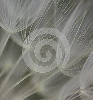 Abstract flower seed head