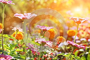 Abstract flowerbed on sunny day photo