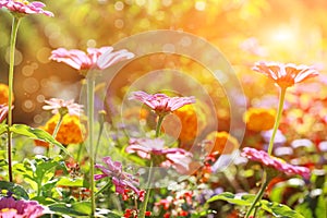 Abstract flowerbed on sunny day