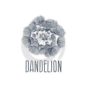 Abstract fluffy dandelion flower logo. illustration