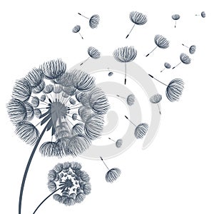 Abstract fluffy dandelion . Vector illustration